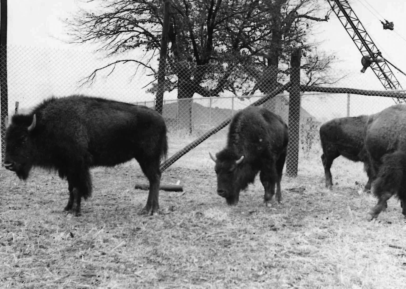 History Corner: A Look Back